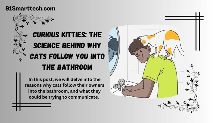 Curious Kitties: The Science Behind Why Cats Follow You into the Bathroom